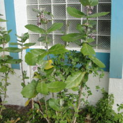 Location: Lutz, FL
Date: 2014-02-02
A little over 6 feet tall.  That's butterfly pea growing up the s