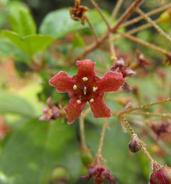 Photo of Santa Catalina Island Gooseberry (Ribes viburnifolium) uploaded by robertduval14