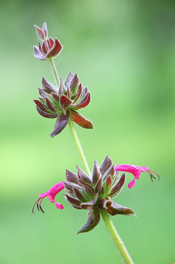 Photo of Crimson Pitcher Sage (Salvia spathacea) uploaded by robertduval14