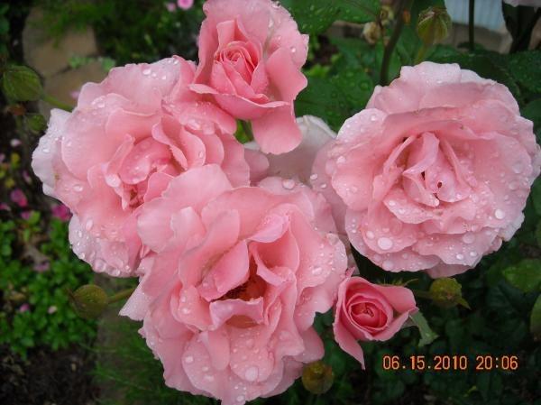 Photo of Rose (Rosa 'Queen Elizabeth') uploaded by MissMimie