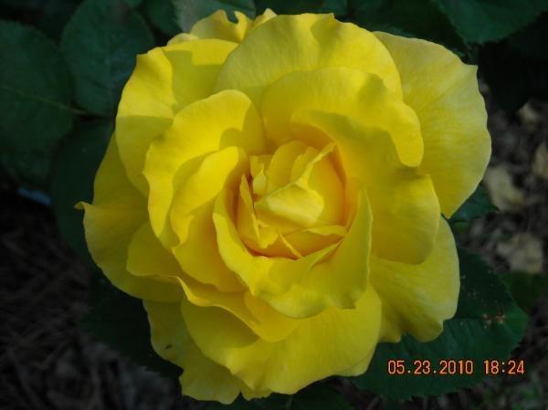 Photo of Rose (Rosa 'Midas Touch') uploaded by MissMimie