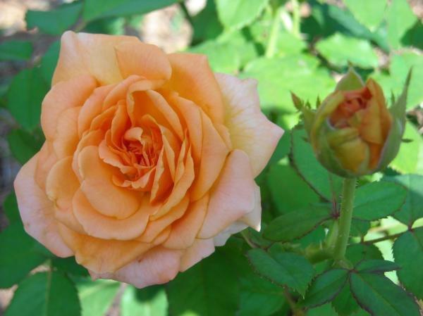 Photo of Rose (Rosa 'Apricot Nectar') uploaded by MissMimie