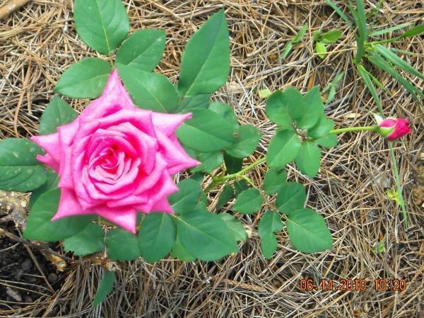 Photo of Rose (Rosa 'Peter Frankenfeld') uploaded by MissMimie
