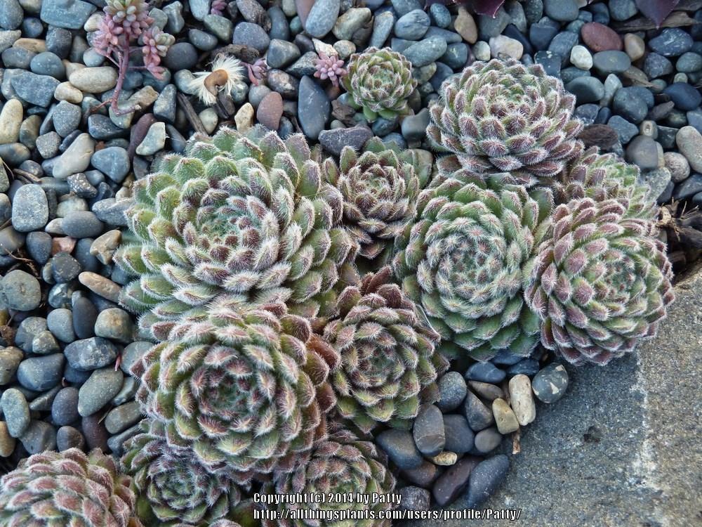 Photo of Hen and Chicks (Sempervivum 'Pacific Plum Fuzzy') uploaded by Patty