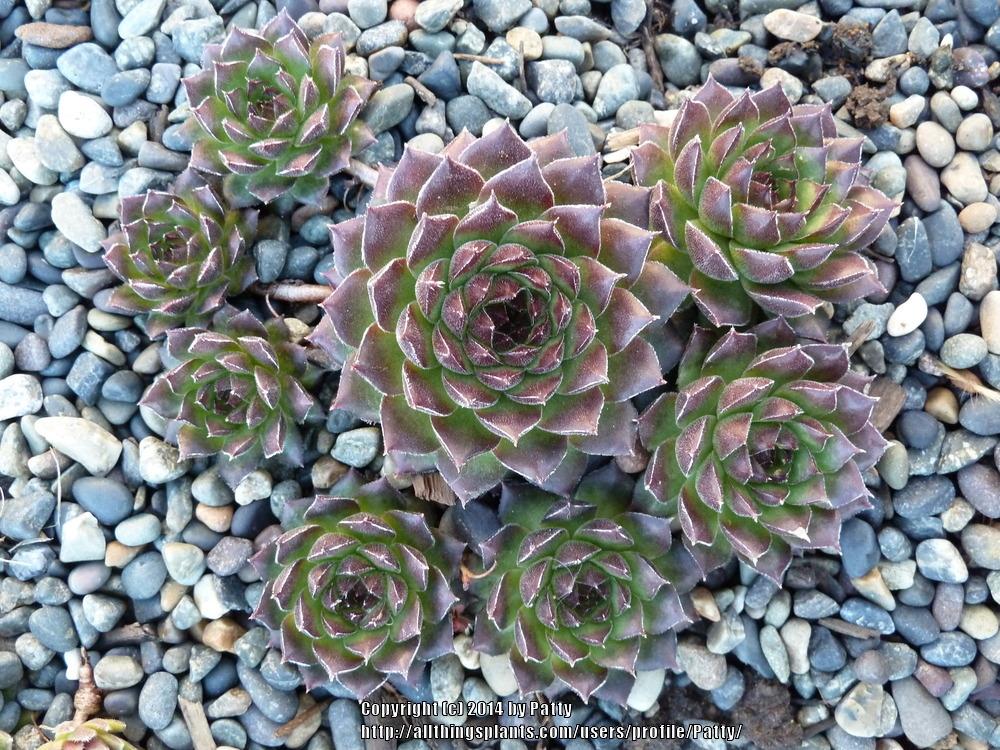 Photo of Hen and Chicks (Sempervivum 'Plastic') uploaded by Patty