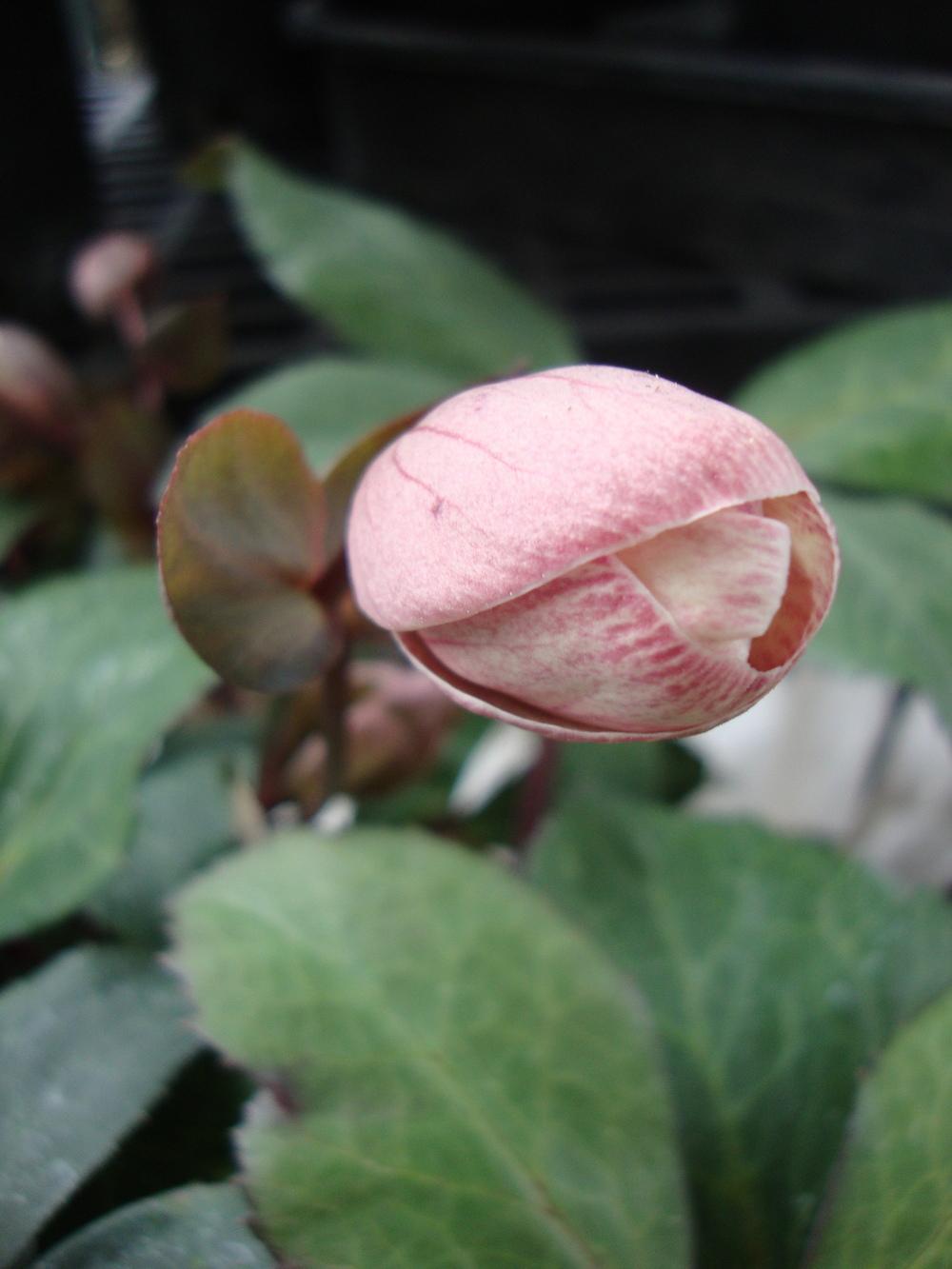Photo of Hellebore (Helleborus Gold Collection® Pink Frost) uploaded by Paul2032
