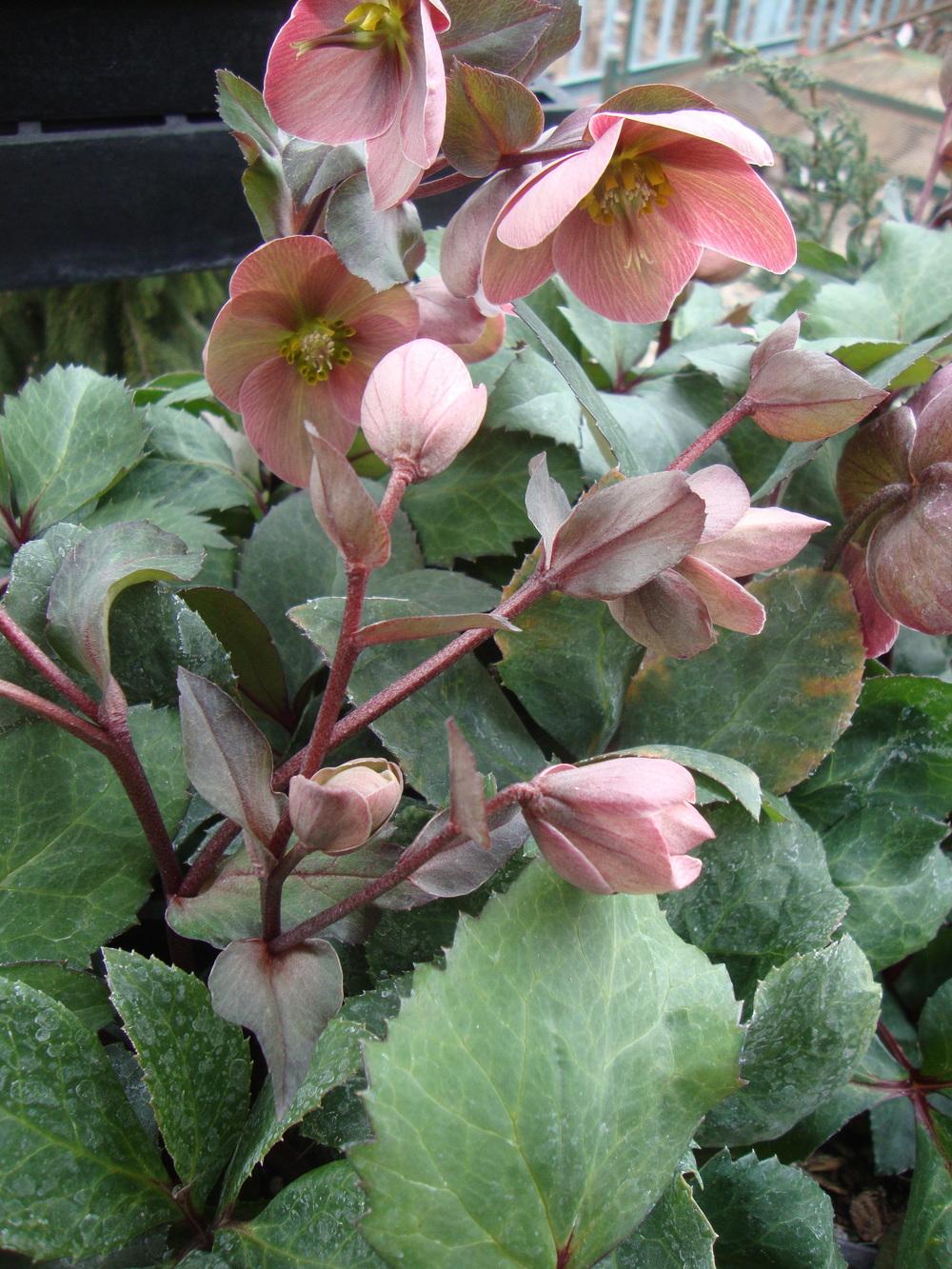 Photo of Hellebore (Helleborus Gold Collection® Pink Frost) uploaded by Paul2032