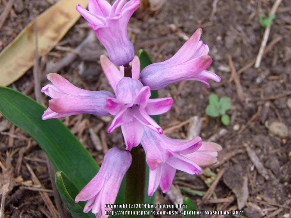 Photo of Hyacinths (Hyacinthus) uploaded by TexasPlumeria87