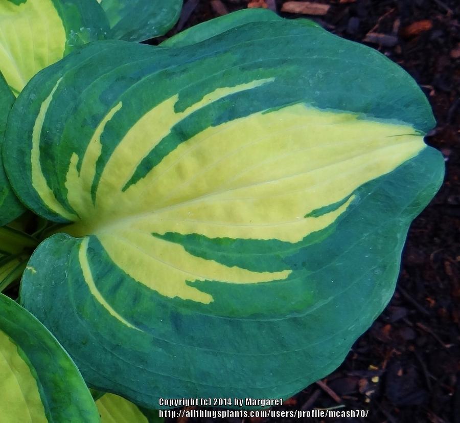 Photo of Hosta 'Dream Queen' uploaded by mcash70