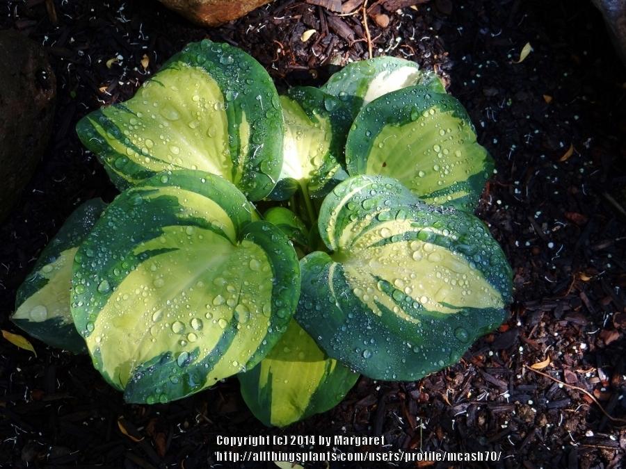 Photo of Hosta 'Dream Queen' uploaded by mcash70