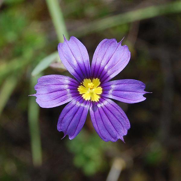 Photo of California Blue-Eyed Grass (Sisyrinchium bellum) uploaded by robertduval14
