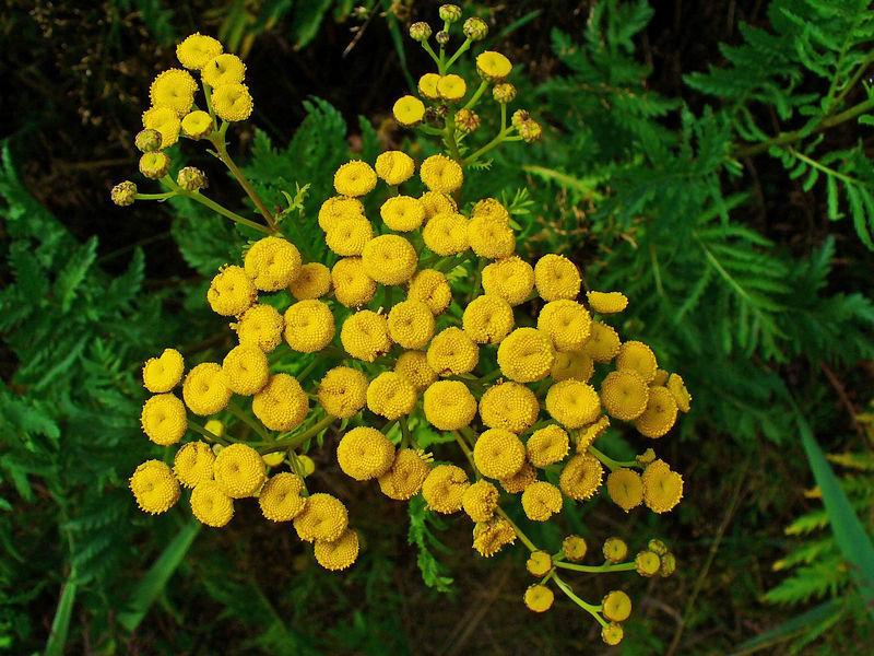 Photo of Tansy (Tanacetum vulgare) uploaded by robertduval14