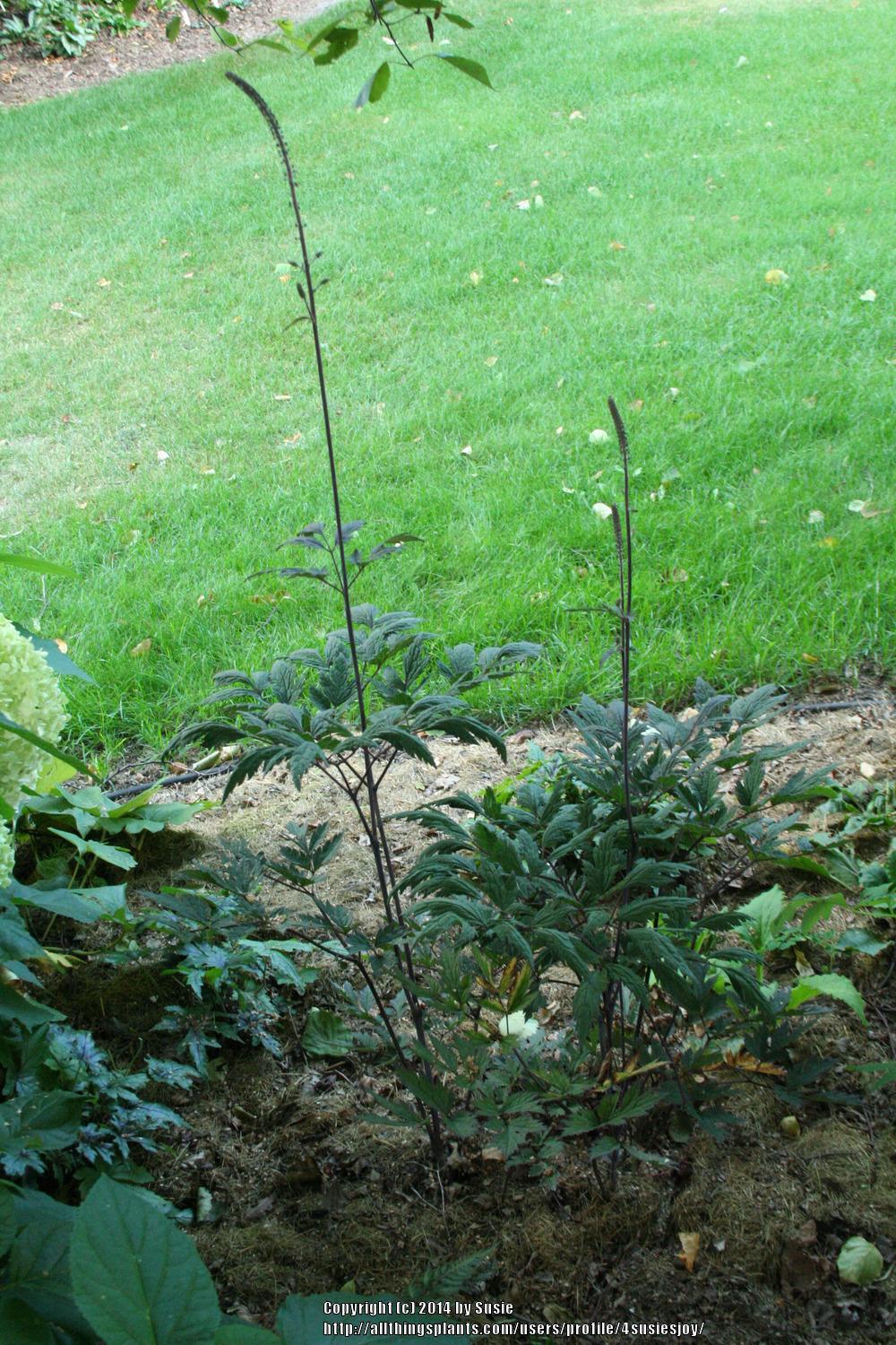 Photo of Bugbane (Actaea simplex 'Hillside Black Beauty') uploaded by 4susiesjoy