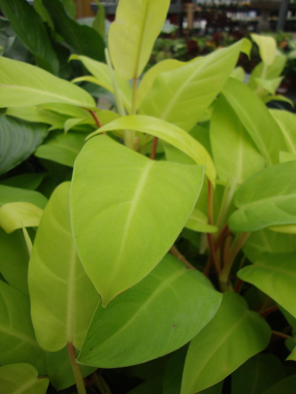 Photo of Philodendron 'Lemon Lime' uploaded by Paul2032