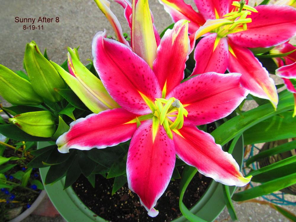Photo of Lily (Lilium Lily Looks™ After Eight) uploaded by jmorth