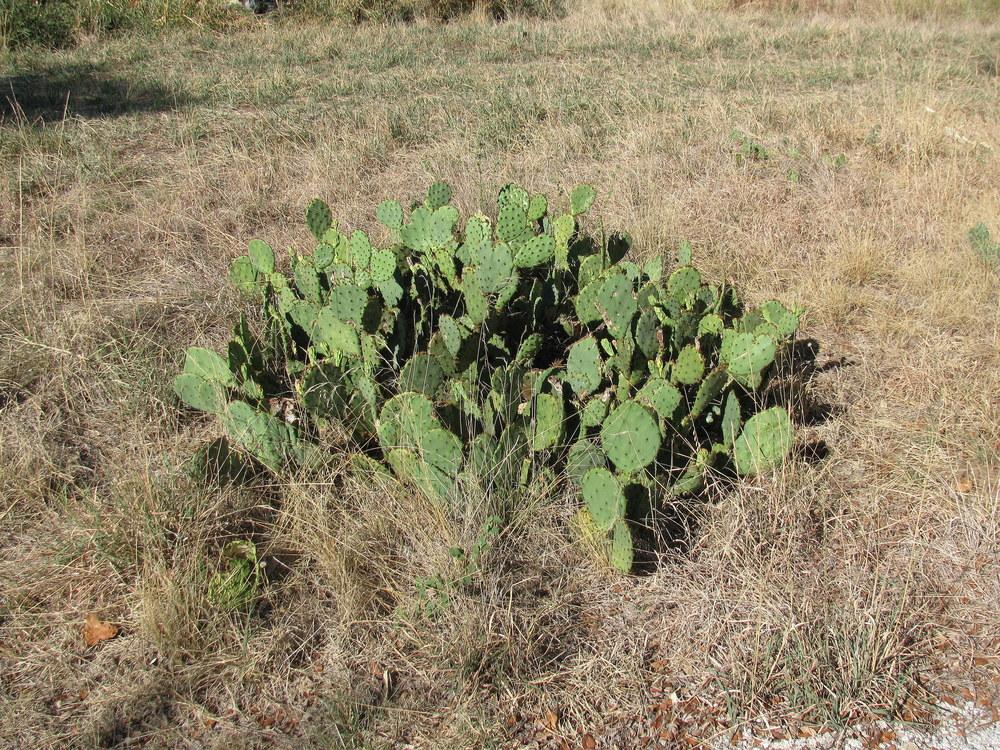 Photo of Engelmann's Prickly Pear Cactus (Opuntia engelmannii) uploaded by jmorth