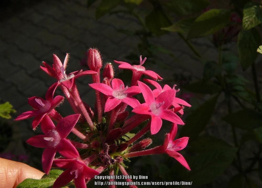 Photo of Star Flower (Pentas lanceolata) uploaded by Dinu
