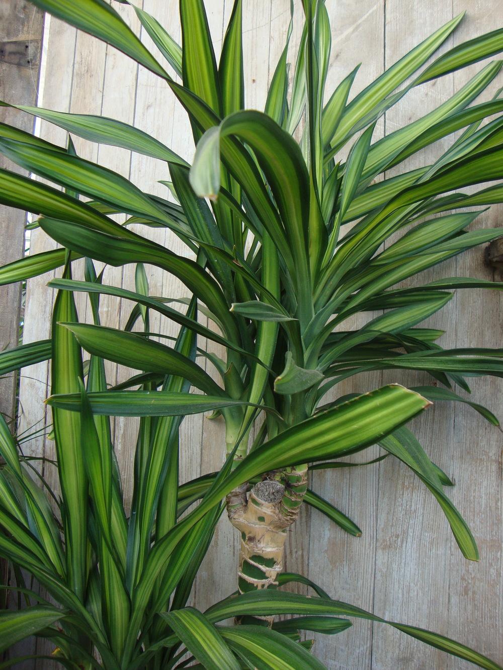 Photo of Dracaena 'Gold Star' uploaded by Paul2032