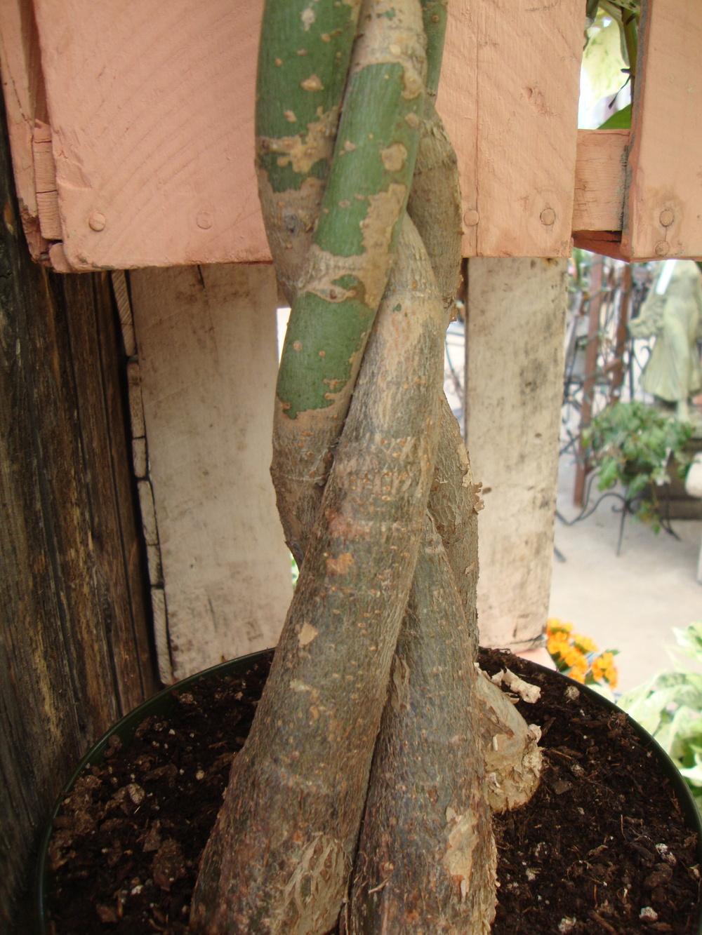 Photo of Money Tree (Pachira aquatica) uploaded by Paul2032