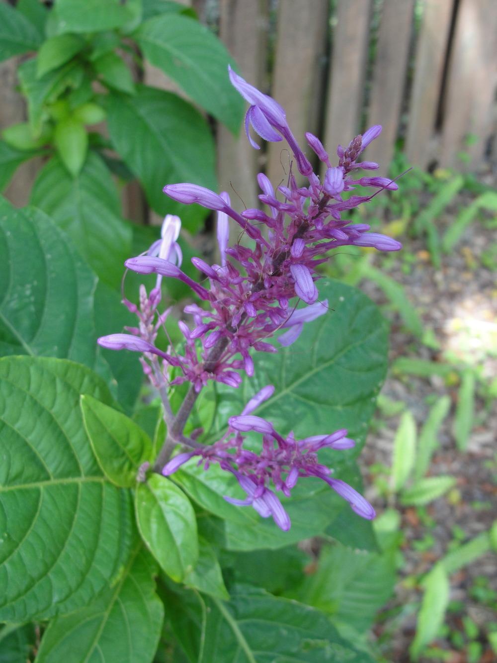 Photo of Purple Firespike (Odontonema callistachyum) uploaded by mellielong