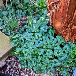 Location: Mothers garden, London.
Date: 2014-02-27
Acer griseum,  carpeted by Cyclamen hederifolium of all colours.