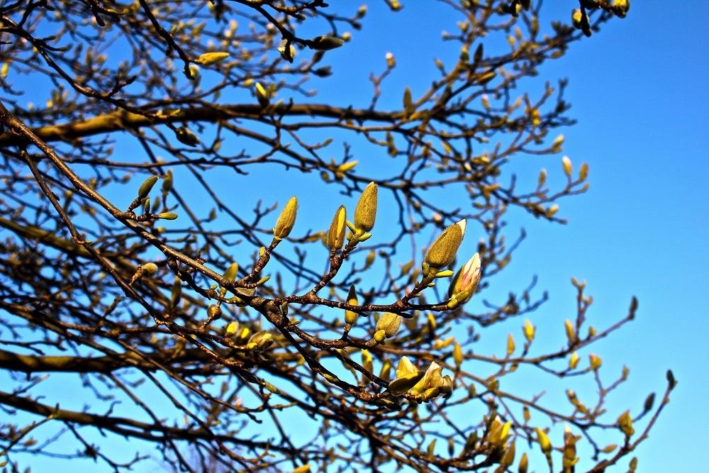 Photo of Saucer Magnolia (Magnolia x soulangeana) uploaded by NEILMUIR1