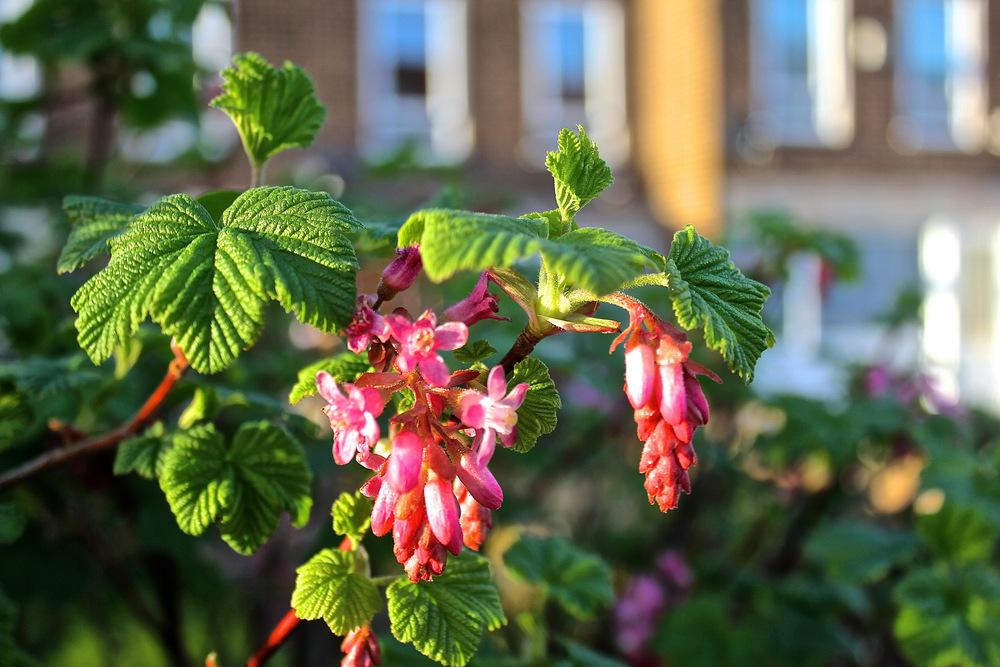 Photo of Blood Currant (Ribes sanguineum) uploaded by NEILMUIR1