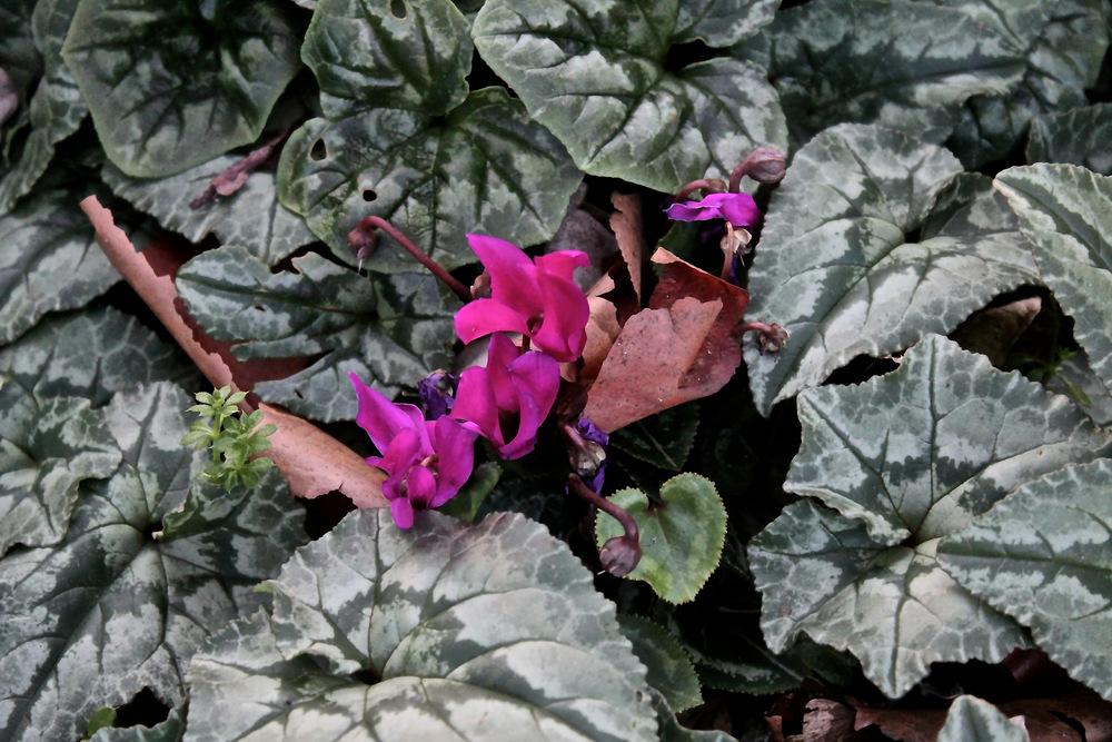 Photo of Hardy Cyclamen (Cyclamen hederifolium) uploaded by NEILMUIR1