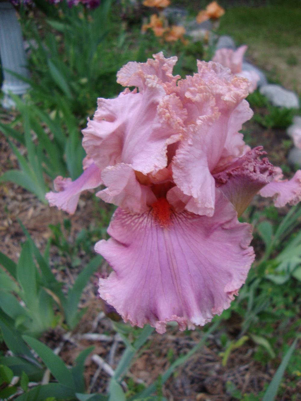 Photo of Tall Bearded Iris (Iris 'Okapi Poppy') uploaded by Paul2032