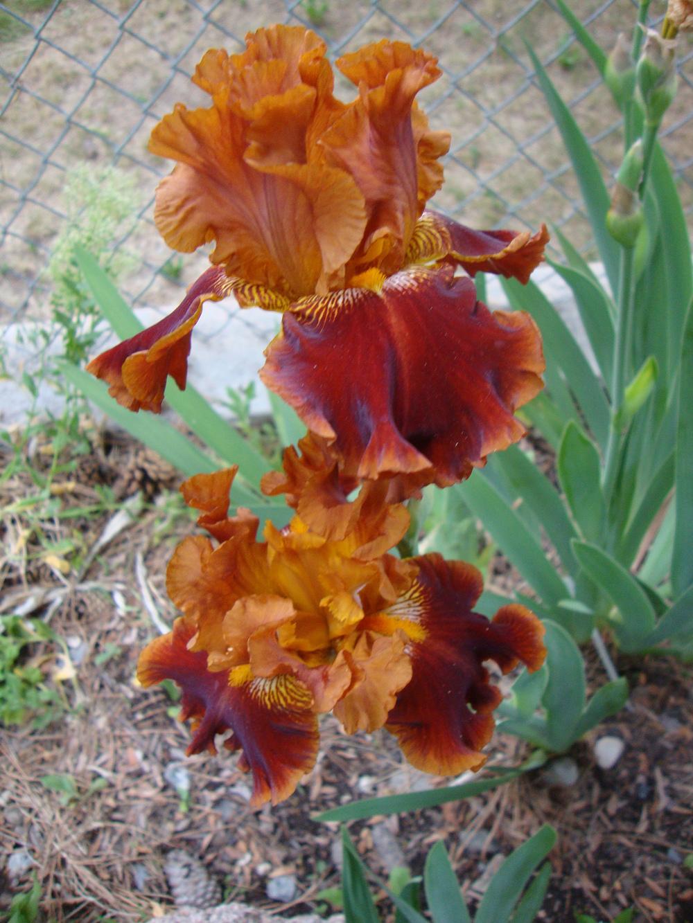 Photo of Tall Bearded Iris (Iris 'Rustler') uploaded by Paul2032