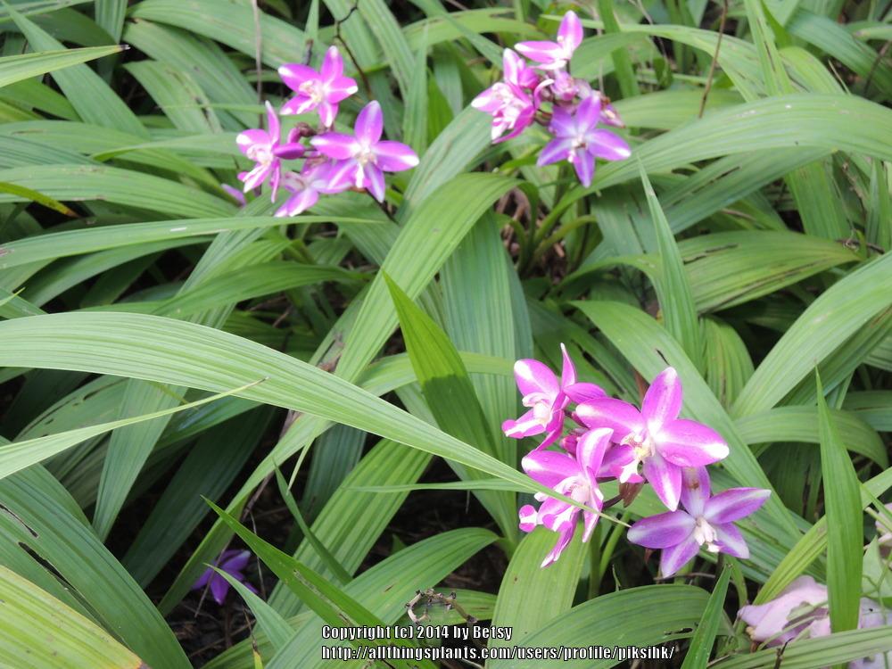 Photo of Philippine Ground Orchid (Spathoglottis plicata) uploaded by piksihk