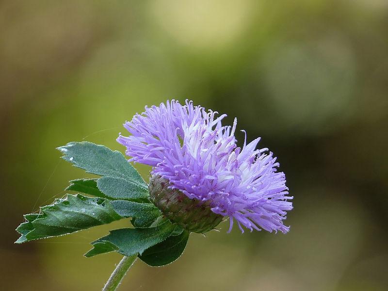 Photo of Brazilian Buttonbush (Centratherum punctatum) uploaded by robertduval14