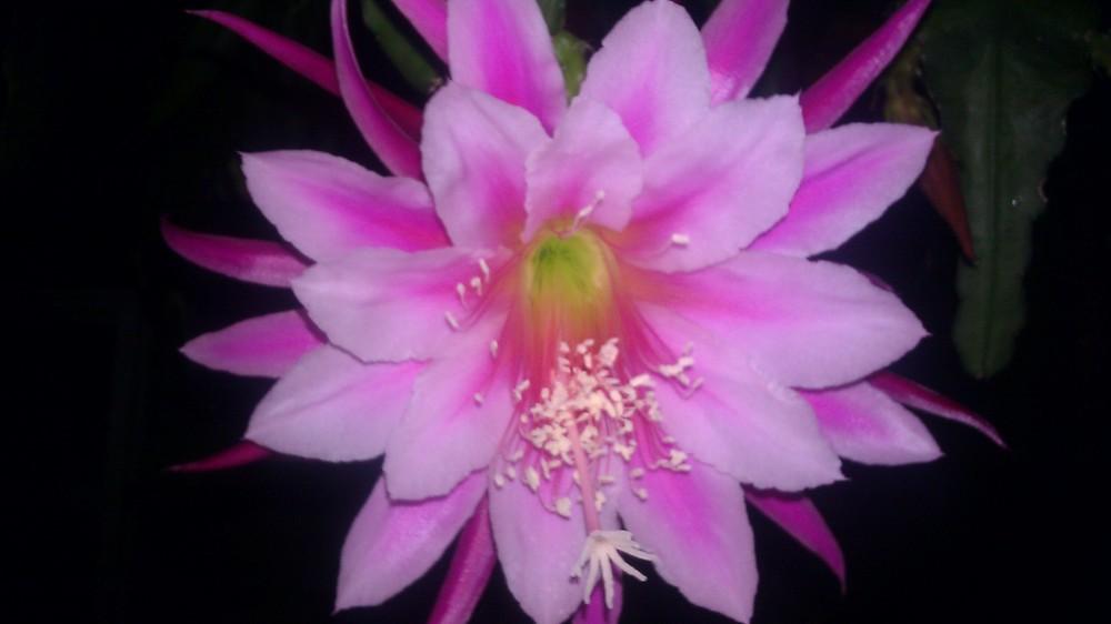Photo of Orchid Cactus (Epiphyllum 'Iridescence') uploaded by Innisfree