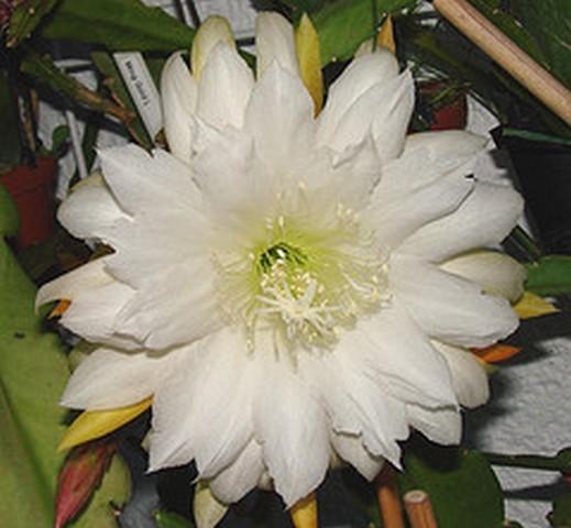 Photo of Hybrid Epiphyllum (Epiphyllum 'Bens Laura') uploaded by Innisfree