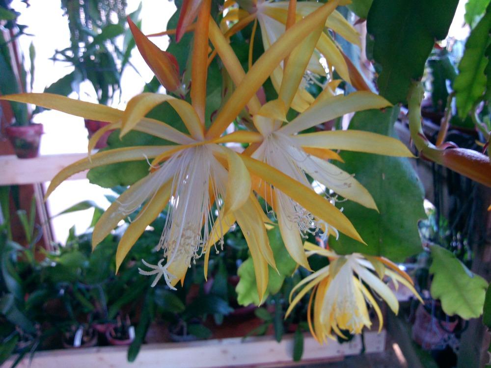 Photo of Hybrid Epiphyllum (Epiphyllum 'Fruhlingsgold') uploaded by Innisfree