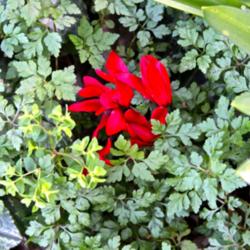 Location: Mothers garden, London.
Date: 2014-02-27
A red one covered in plants growing in the wrong place, weeds.