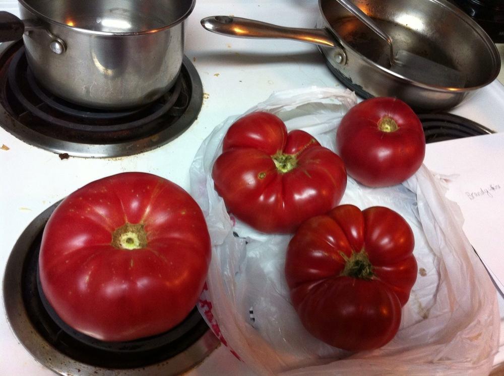 Photo of Tomato (Solanum lycopersicum 'Brandywine, Pink') uploaded by SheilaLynn