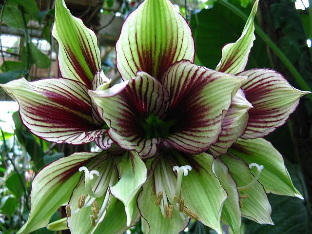 Photo of Butterfly Amaryllis (Hippeastrum papilio) uploaded by robertduval14