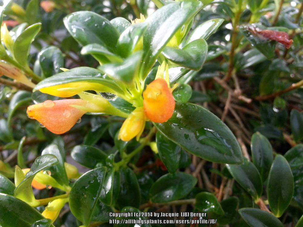 Photo of Goldfish Plant (Nematanthus wettsteinii) uploaded by JB