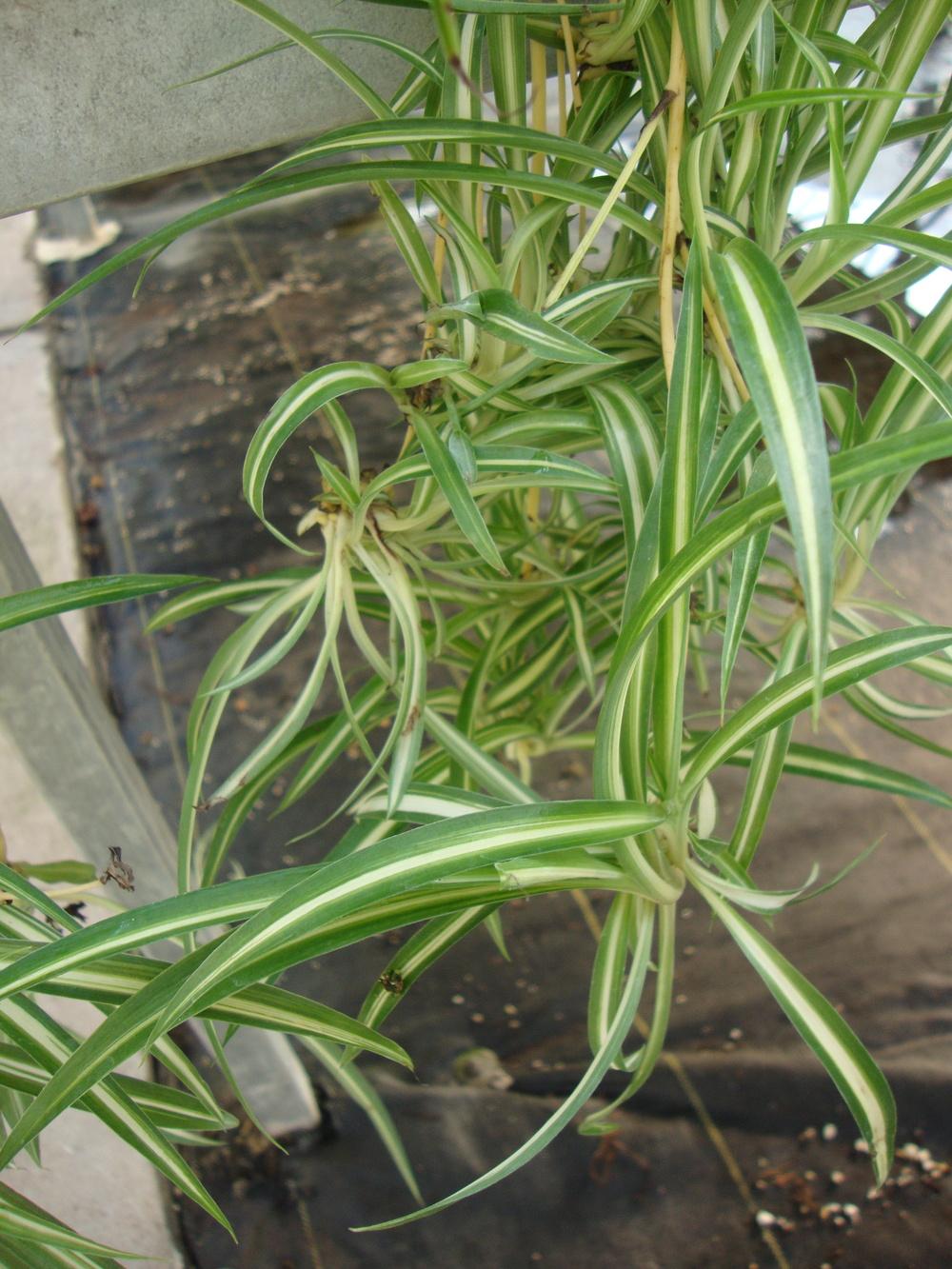 Photo of Variegated Spider Plant (Chlorophytum comosum 'Vittatum') uploaded by Paul2032