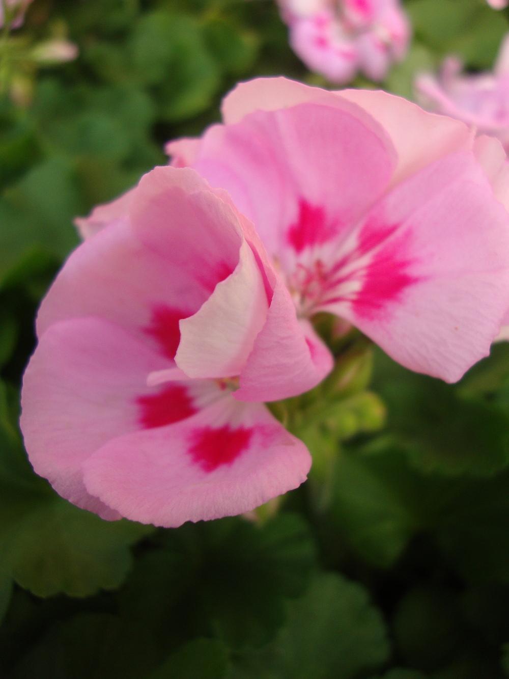 Photo of Fish Geranium (Pelargonium x hortorum Americana® Light Pink Splash) uploaded by Paul2032