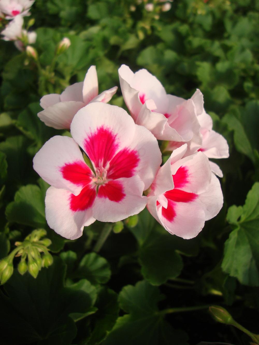 Photo of Zonal Geranium (Pelargonium x hortorum Americana® White Splash '09) uploaded by Paul2032