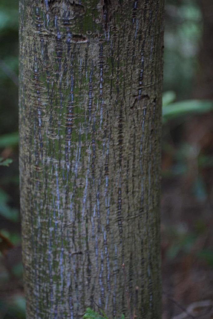 Photo of Striped Maple (Acer pensylvanicum) uploaded by SongofJoy