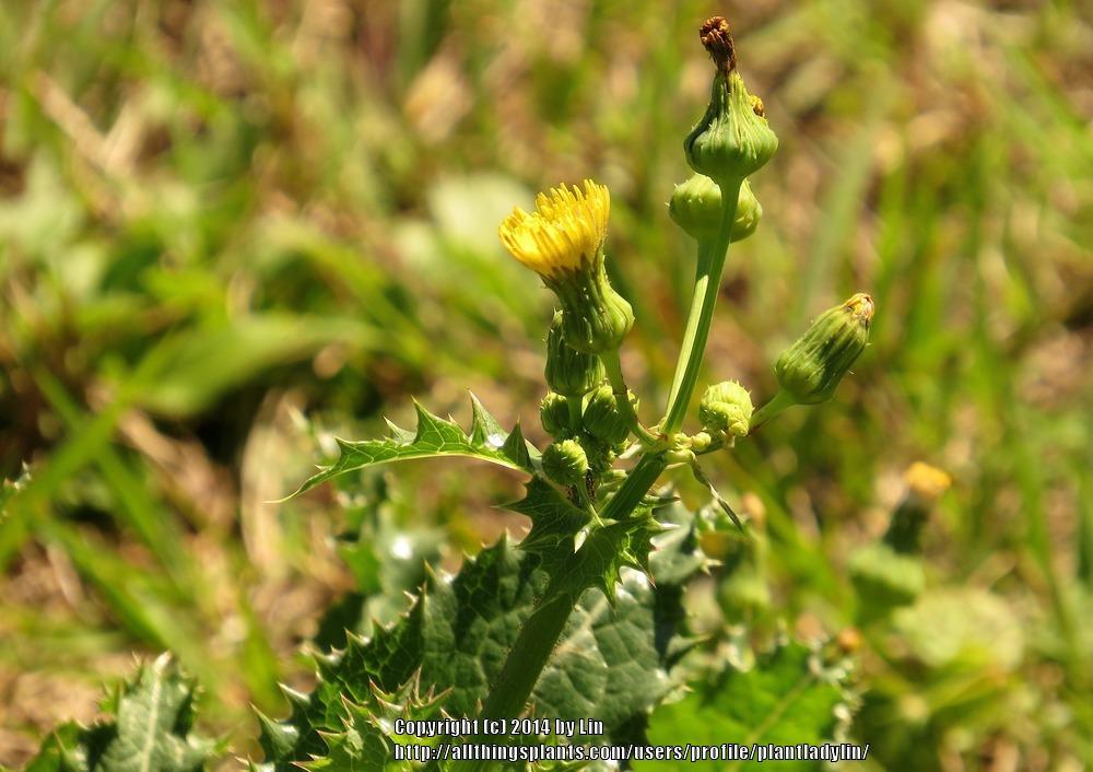 Photo of Spiny Sow-thistle (Sonchus asper) uploaded by plantladylin