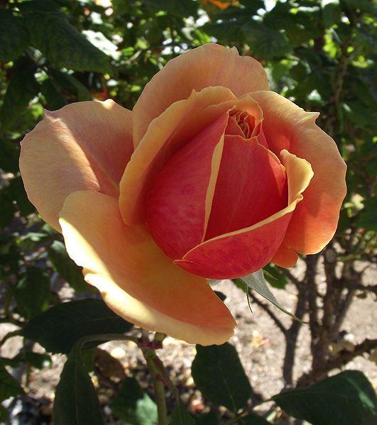 Photo of Rose (Rosa 'About Face') uploaded by robertduval14