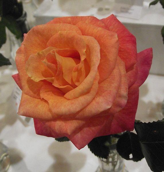 Photo of Rose (Rosa 'Day Breaker') uploaded by robertduval14