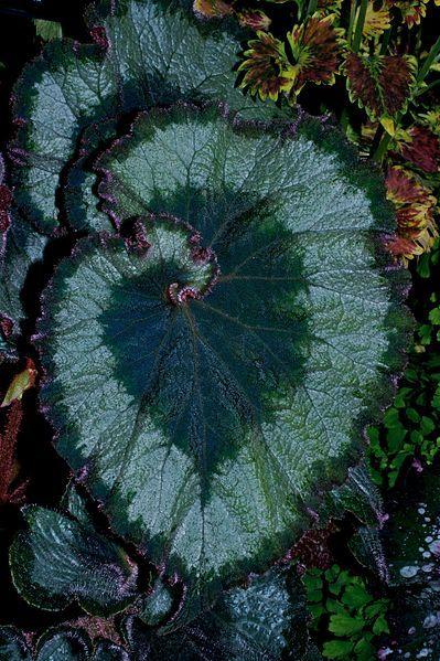 Photo of King Begonia (Begonia 'Escargot') uploaded by robertduval14