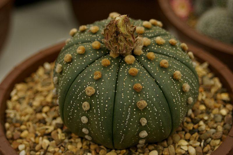 Photo of Texas Star Cactus (Astrophytum asterias) uploaded by robertduval14