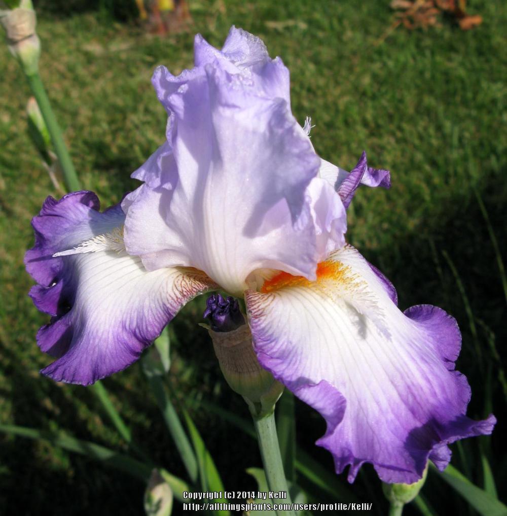 Photo of Tall Bearded Iris (Iris 'Conjuration') uploaded by Kelli