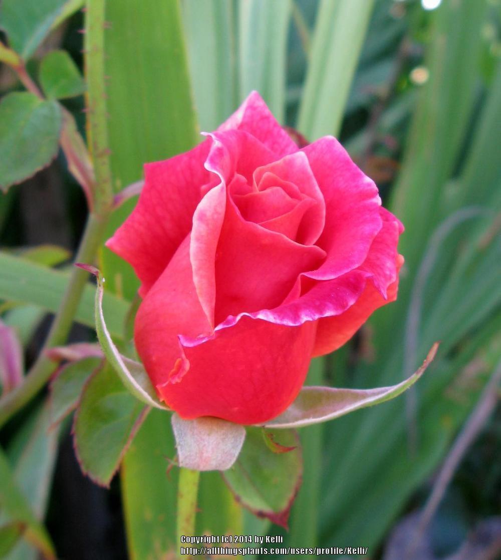Photo of Rose (Rosa 'Mojave') uploaded by Kelli